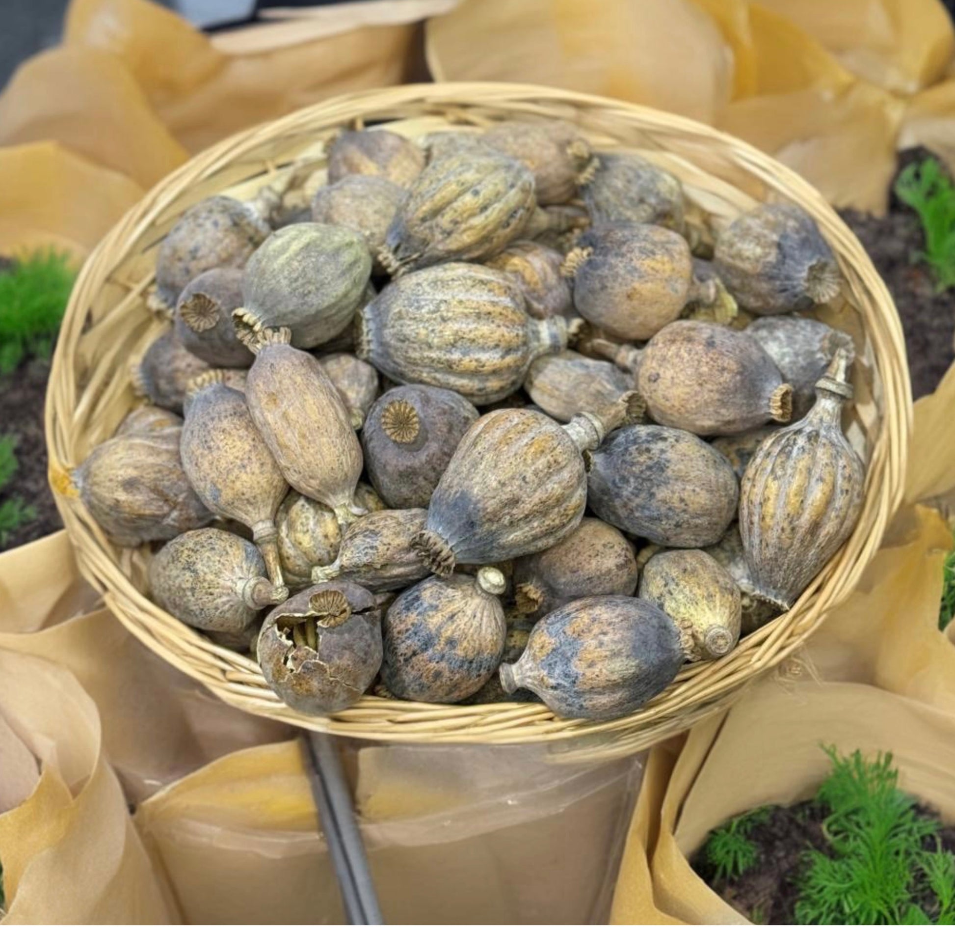 Giant Dried Poppy Heads 2Kg