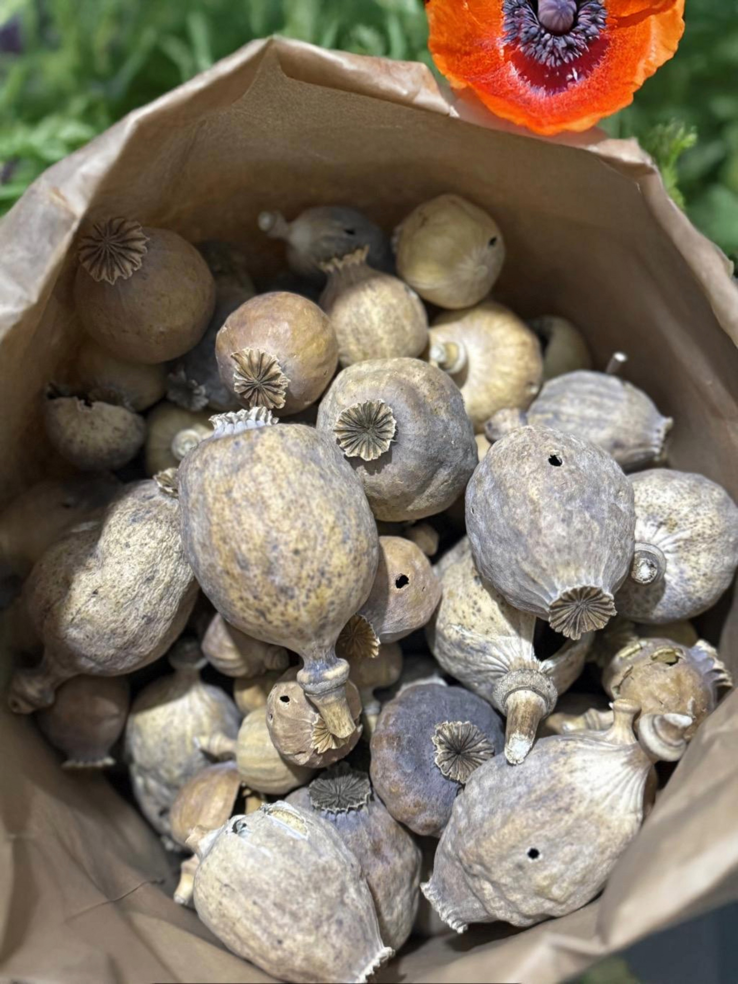 Austrian Poppy Heads approx Seedless 2kg