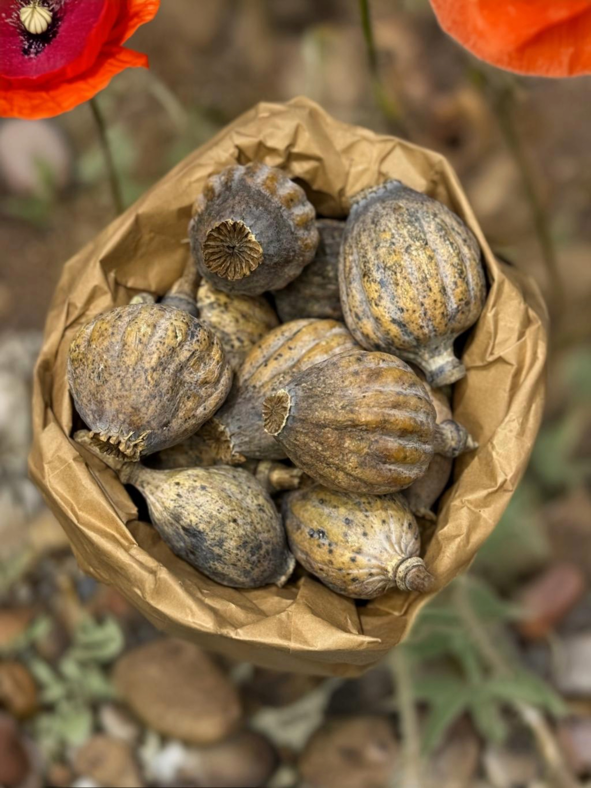 Giant Dried Poppy Heads 2Kg