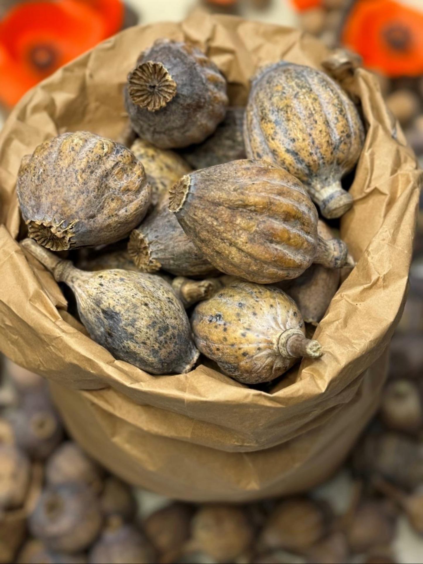 Giant Dried Poppy Heads 2Kg