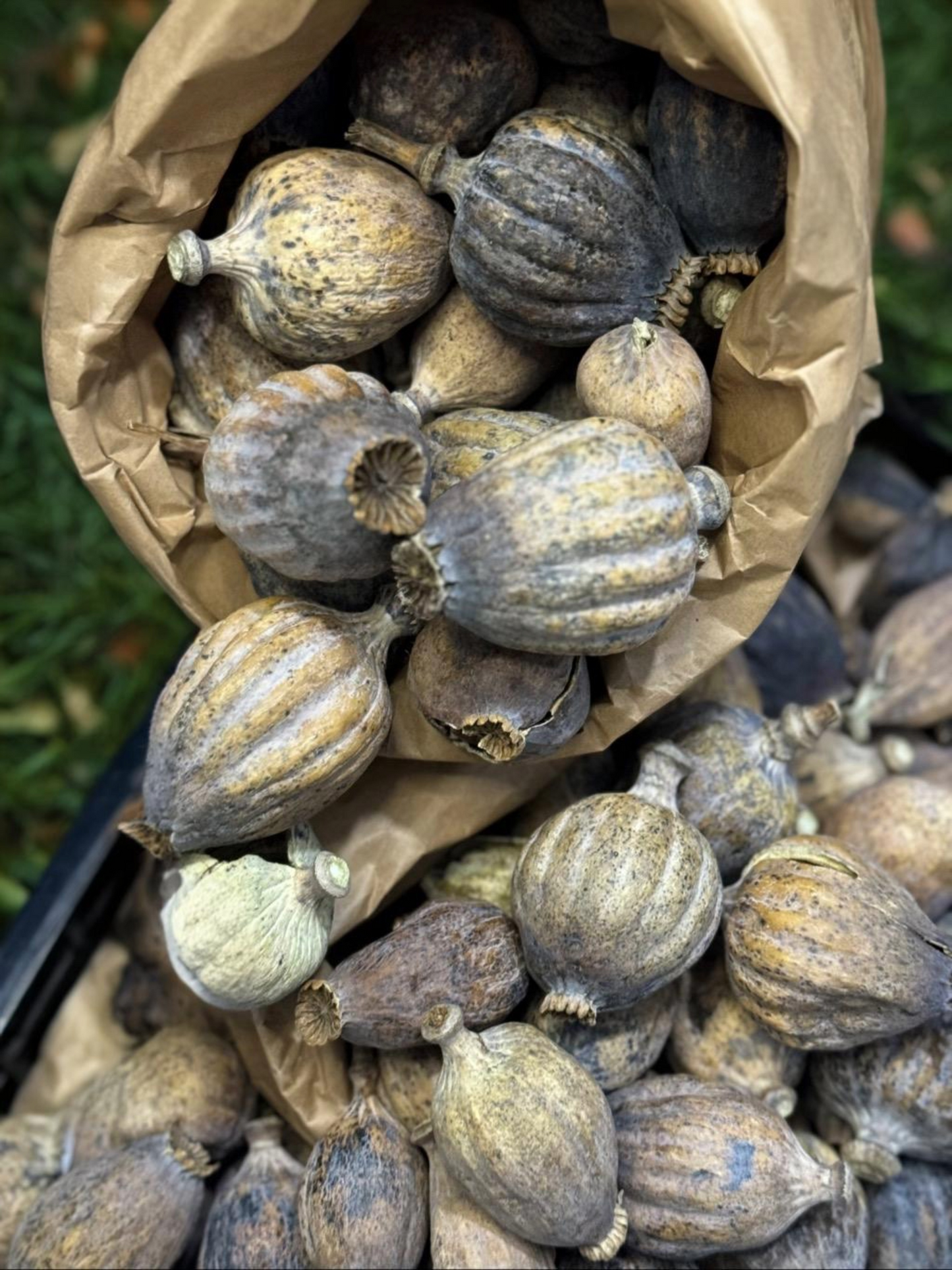 Giant Dried Poppy Heads 1.5 Kg Pack