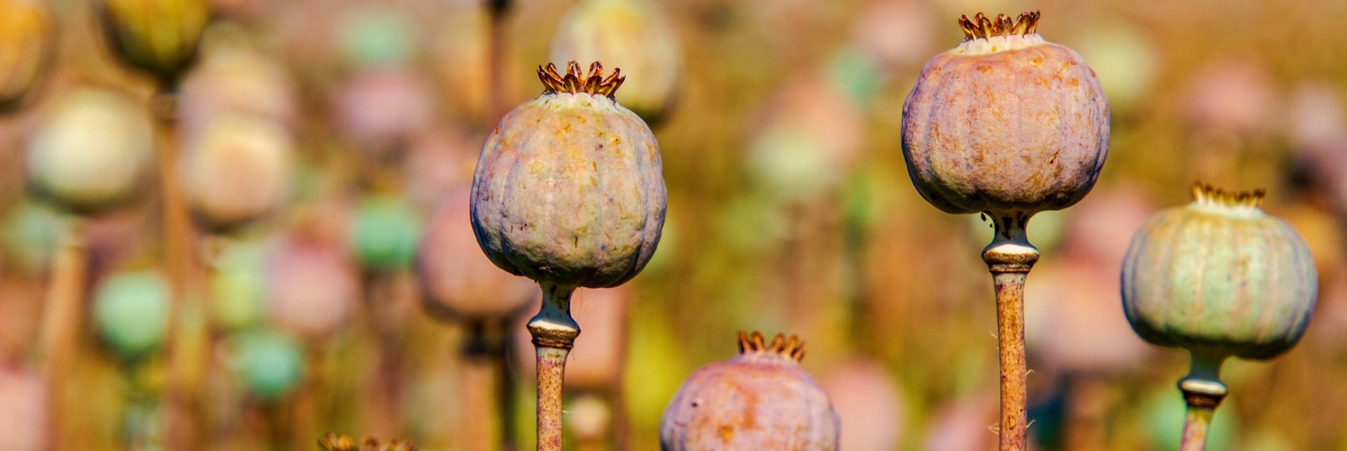 Browse our Poppy Heads